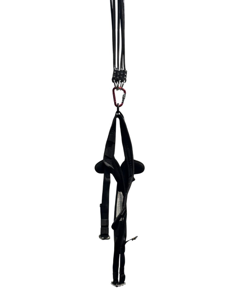 Complete bungee setup with harness, cords and carabiner